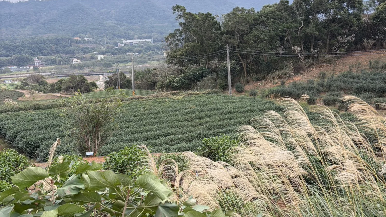 一月初的芒草，穗全開了。再過去是茶園、村子與山。