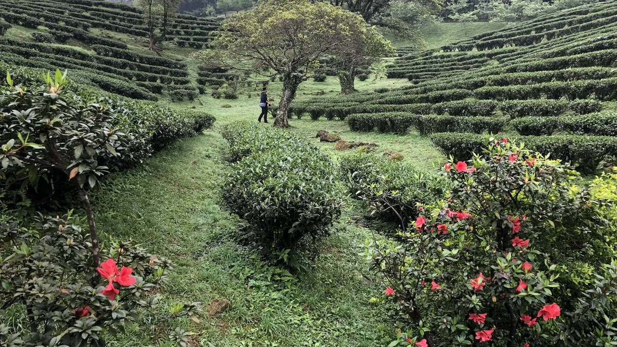 走訪海拔七百公尺的一整面茶梯田：三峽熊空的照片