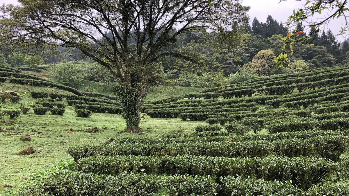 谷裡沒有砍掉的大樹。茶行順著等高線繞過它,樹冠底下那一圈就空著。